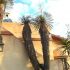 Yucca elata sau Arborele de sapun